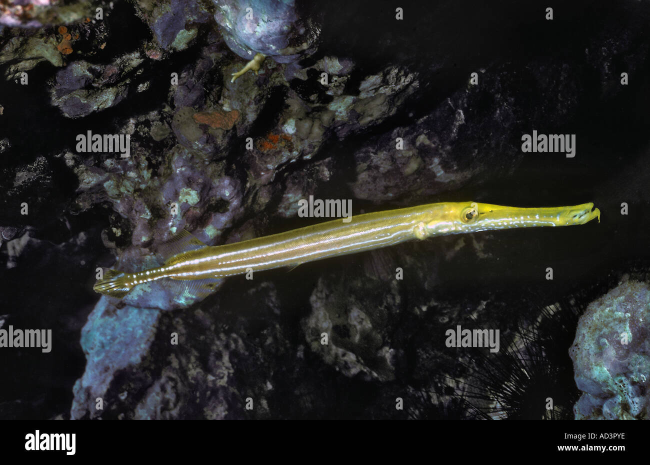 Trumpetfish Aulostomus Maculatus Caribbean Stockfoto