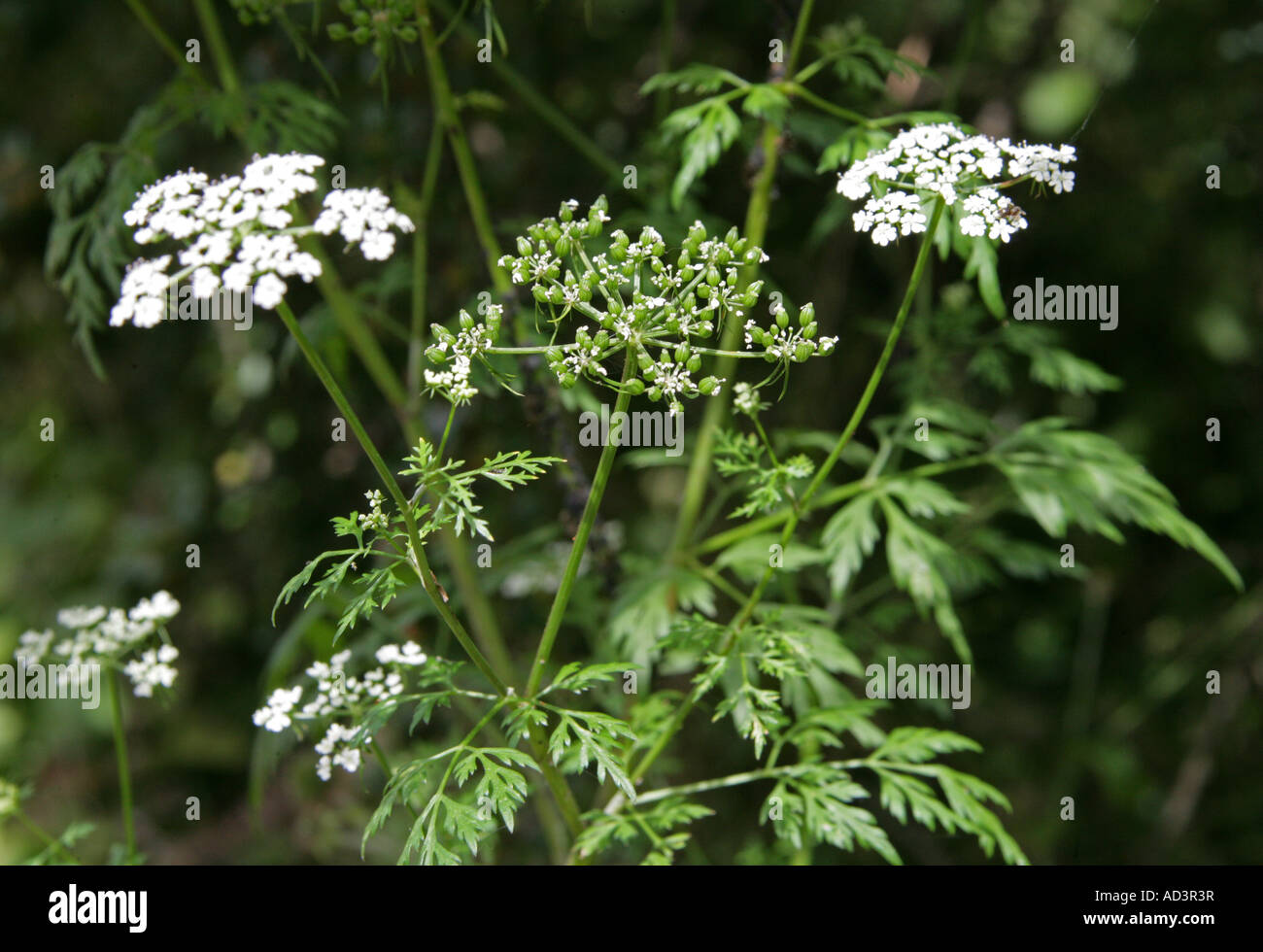 Narren Petersilie, Aethusa Cynapium, Apiaceae, Umbelliferae Stockfoto
