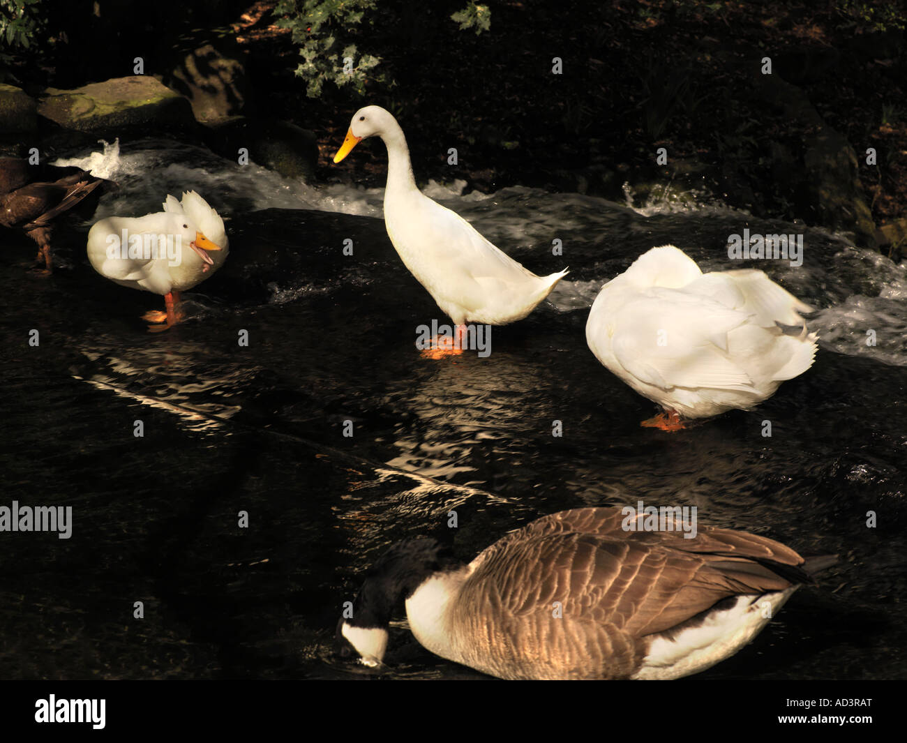 Kanada-Gans und weißen Enten Carshalton Teiche Carshalton Surrey England Stockfoto