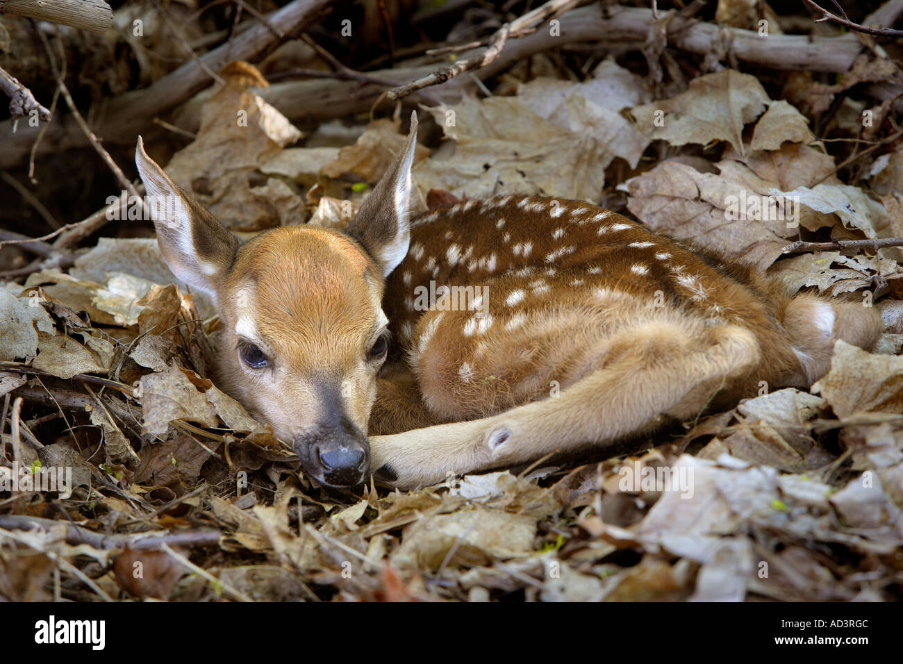 White Tail Fawn New Jersey Stockfoto