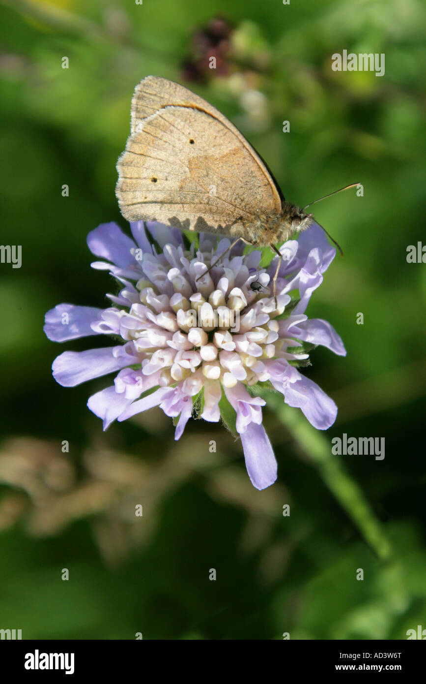 Wiese braun Schmetterling, Maniola Jurtina, auf Feld Witwenblume, Knautia Arvensis, Dipsacaceae Stockfoto