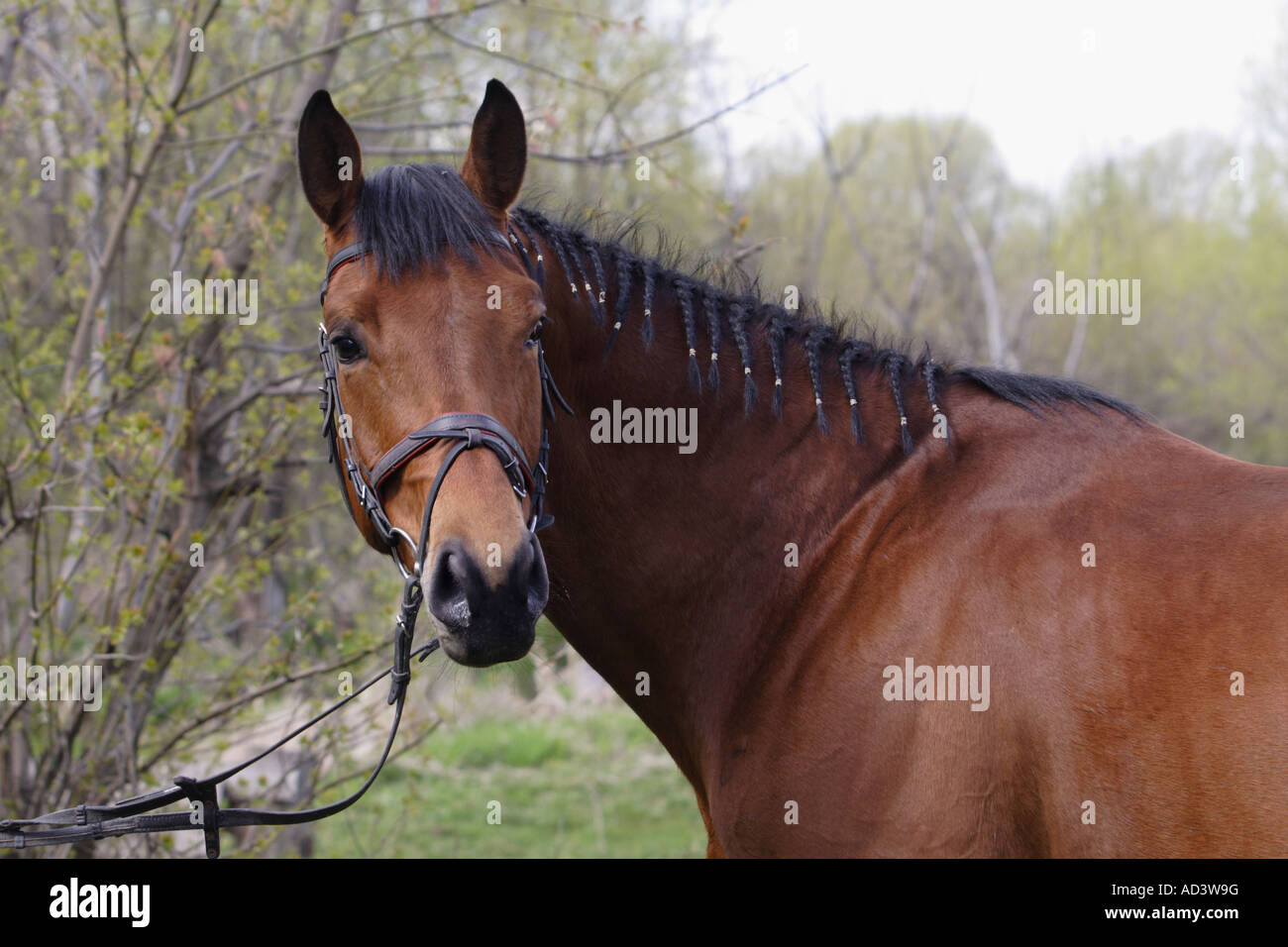 Porträt von der Bucht Pferd im Frühjahr Stockfoto