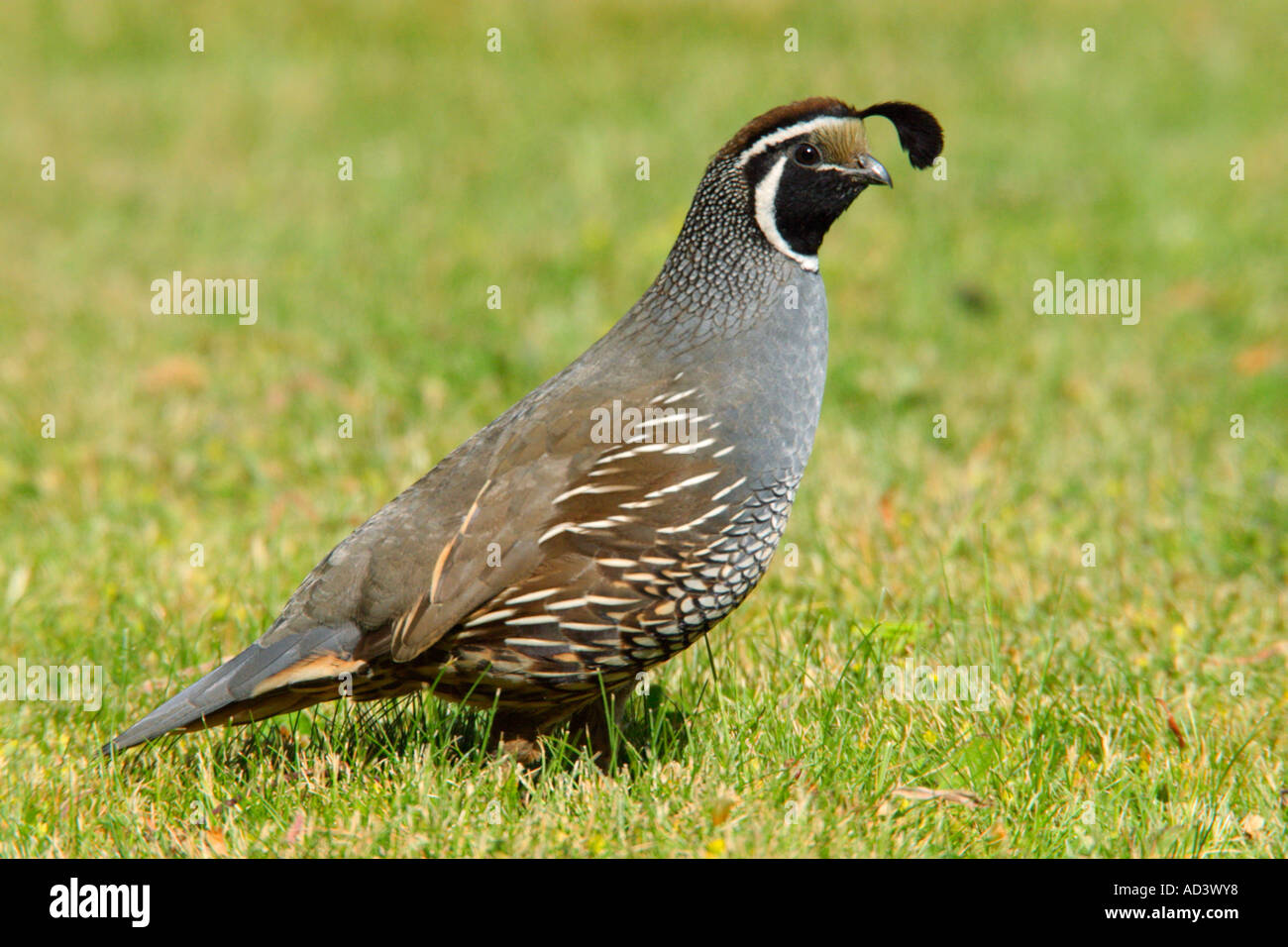 Closeup Portrait des männlichen Kalifornien Wachteln in ländlichen Hinterhof-Victoria, British Columbia, Kanada. Stockfoto