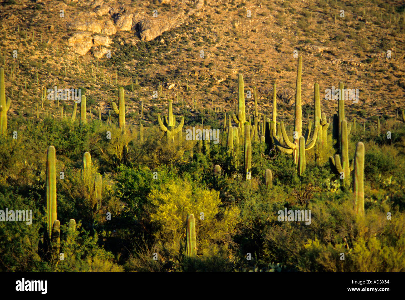 Saguaro Nationalmonument in der Nähe von Tucson Arizona Stockfoto