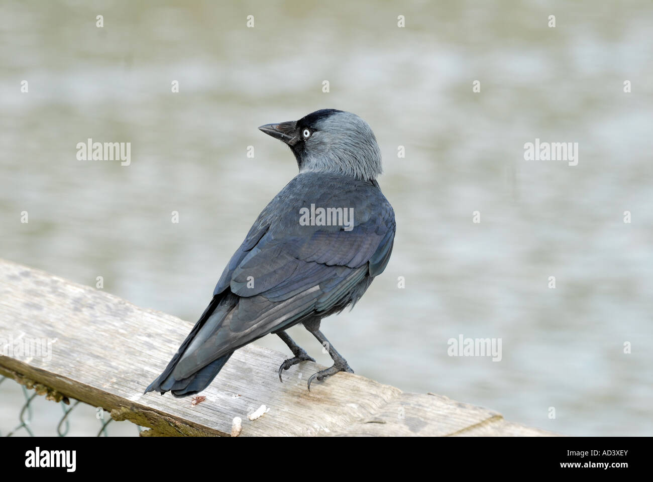 Dohle aussehende Warnung Stockfoto