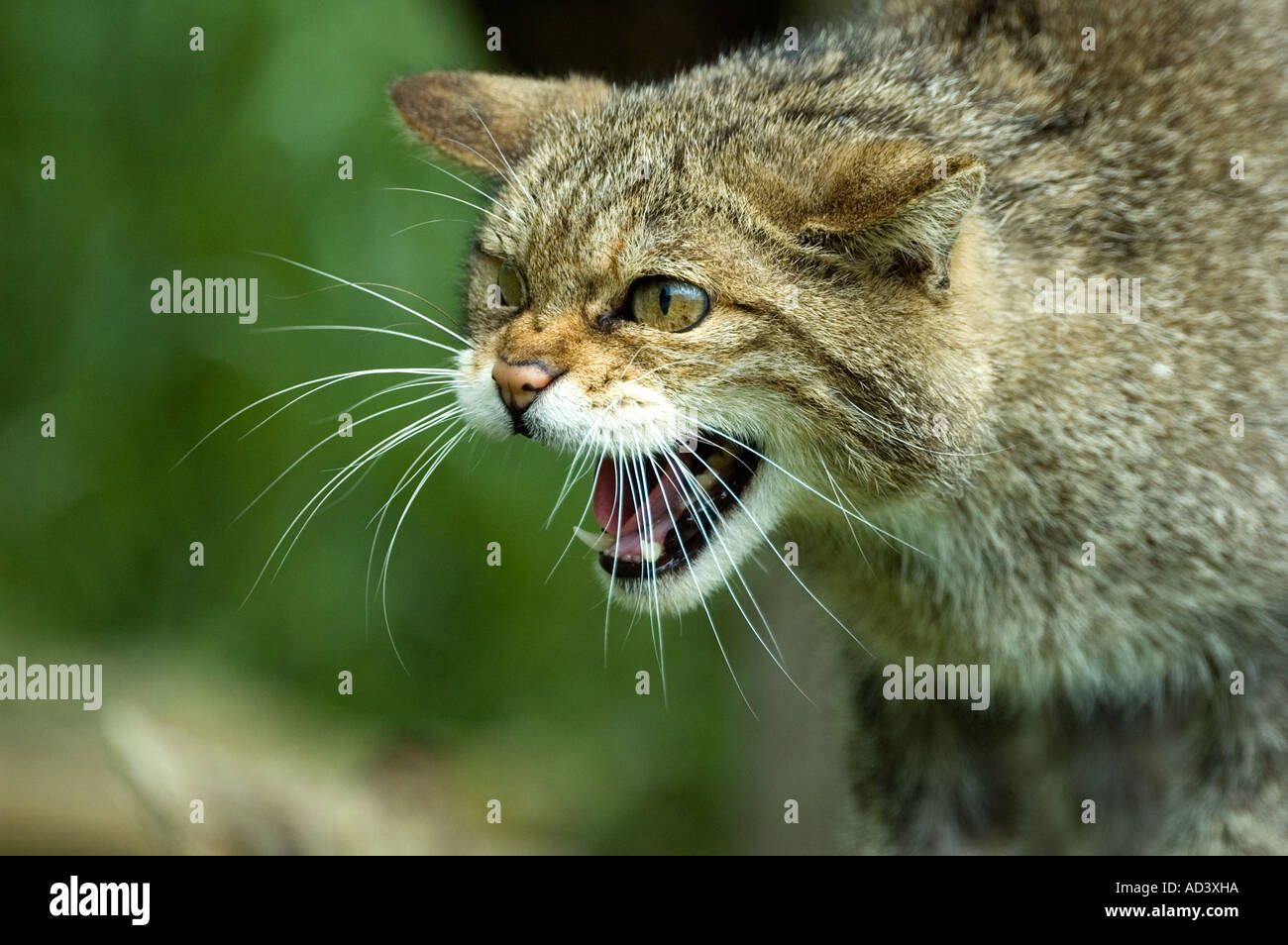 FELIS SILVESTRIS WILDE KATZE WILDKATZE NAHAUFNAHME KNURREN Stockfoto