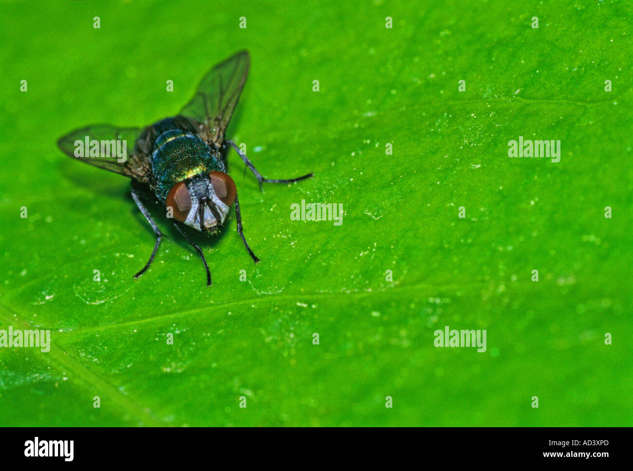 Hexamerinaufnahme eingespieltes - Fliege auf einem Blatt schließen sich Stockfoto