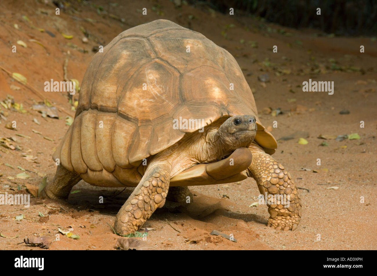 Madagaskar Pflugschar Schildkröte (Geochelone Yniphora) gefährdete Madagaskar männlich Stockfoto