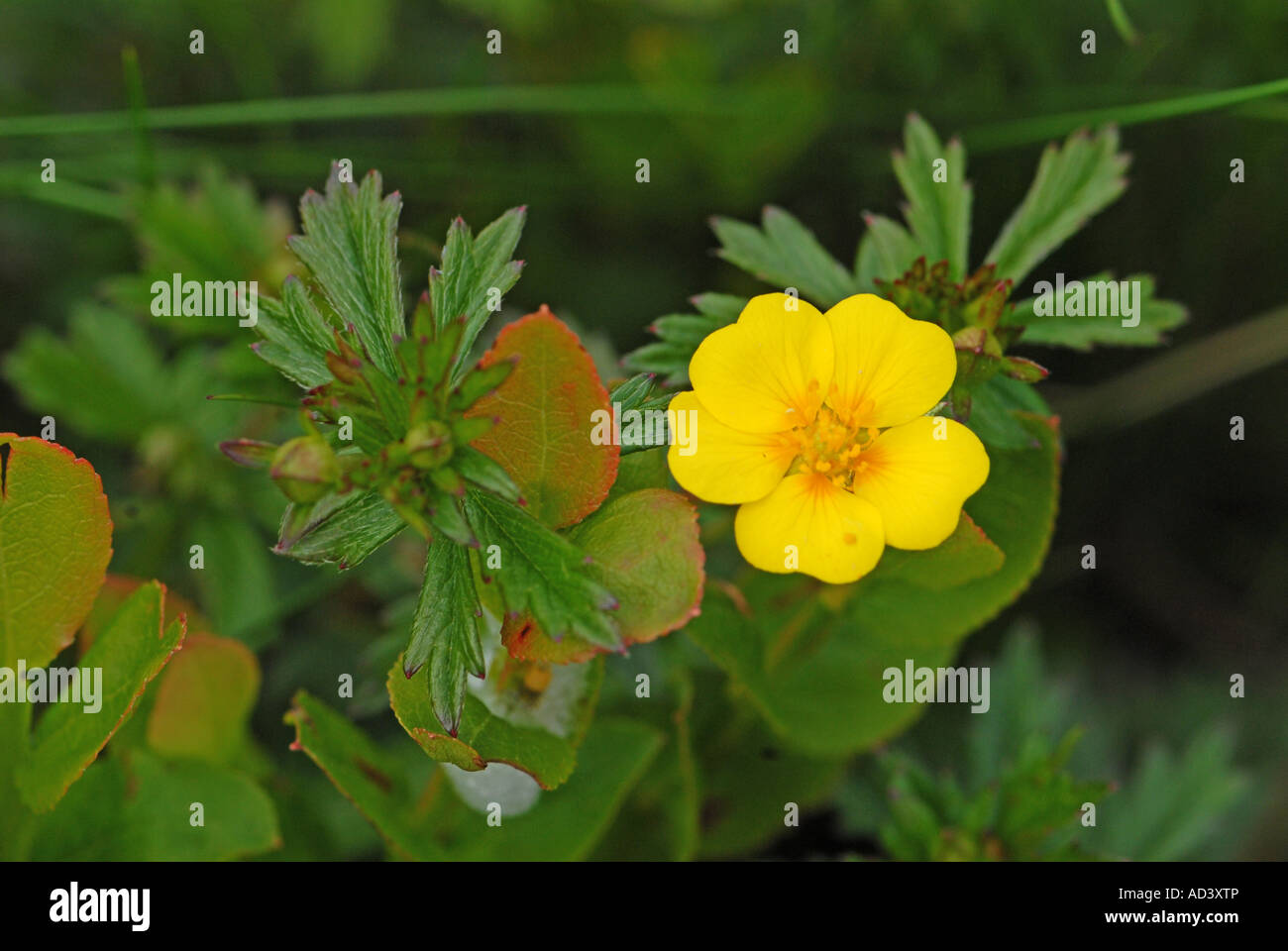 Alpine Fingerkraut in Nahaufnahme Stockfoto