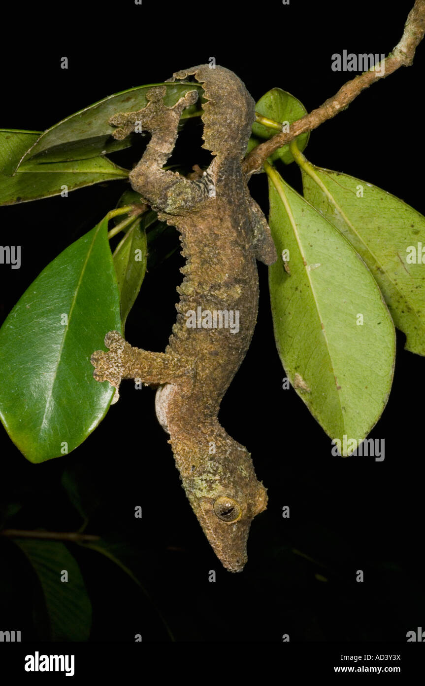 Blatt-tailed Gecko (Uroplatus Sikorae) Klettern in der Vegetation bei Nacht, WILD, Mantadia Nationalpark Madagaskar Stockfoto