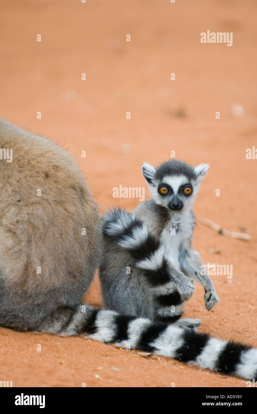 Ring tailed Lemuren (Lemur Catta) Mutter und Kind, Berenty Reserve, Madagaskar Stockfoto