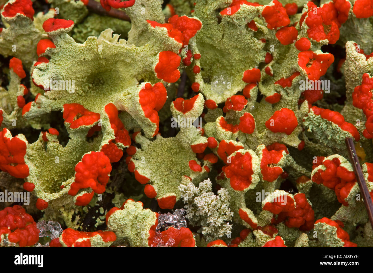 Britischer Soldat Flechten (Cladonia cristatella) Kolonie mit Fruchtkörper und leichter Schnee, Greater Sudbury, Ontario, Kanada Stockfoto