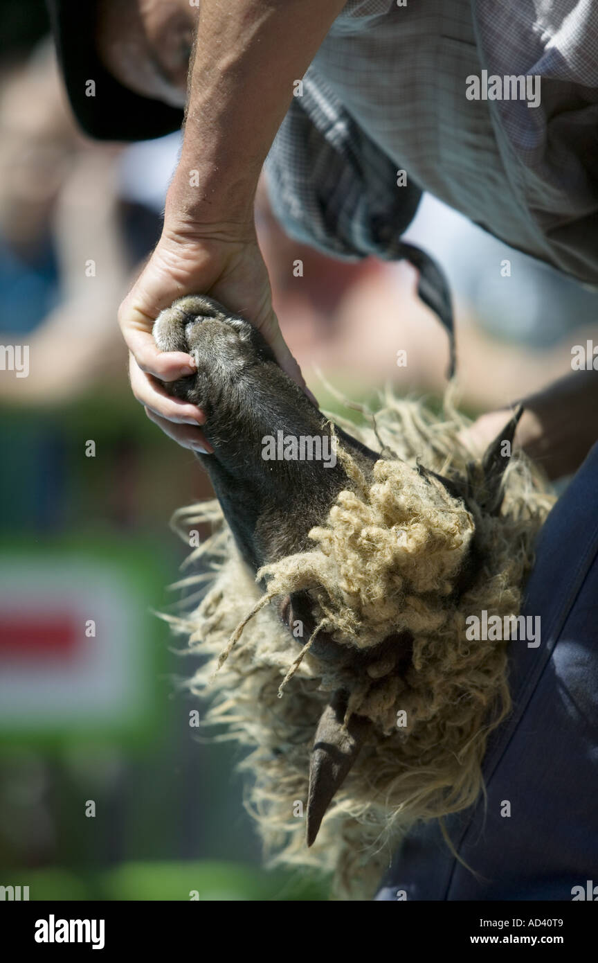 Baskische Mann bei landwirtschaftlichen Messe Plaza Nueva Bilbao Schafe scheren Stockfoto
