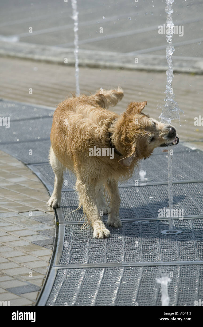 Ein Hund bleibt kühl, wie Sie es genießt ein Wasserhahn mit kaltem Wasser aus einem Brunnen außerhalb des Guggenheim Museum, Bilbao Stockfoto