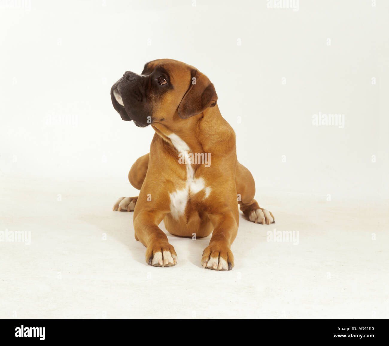 Boxer - liegend - Ausschneiden Stockfoto