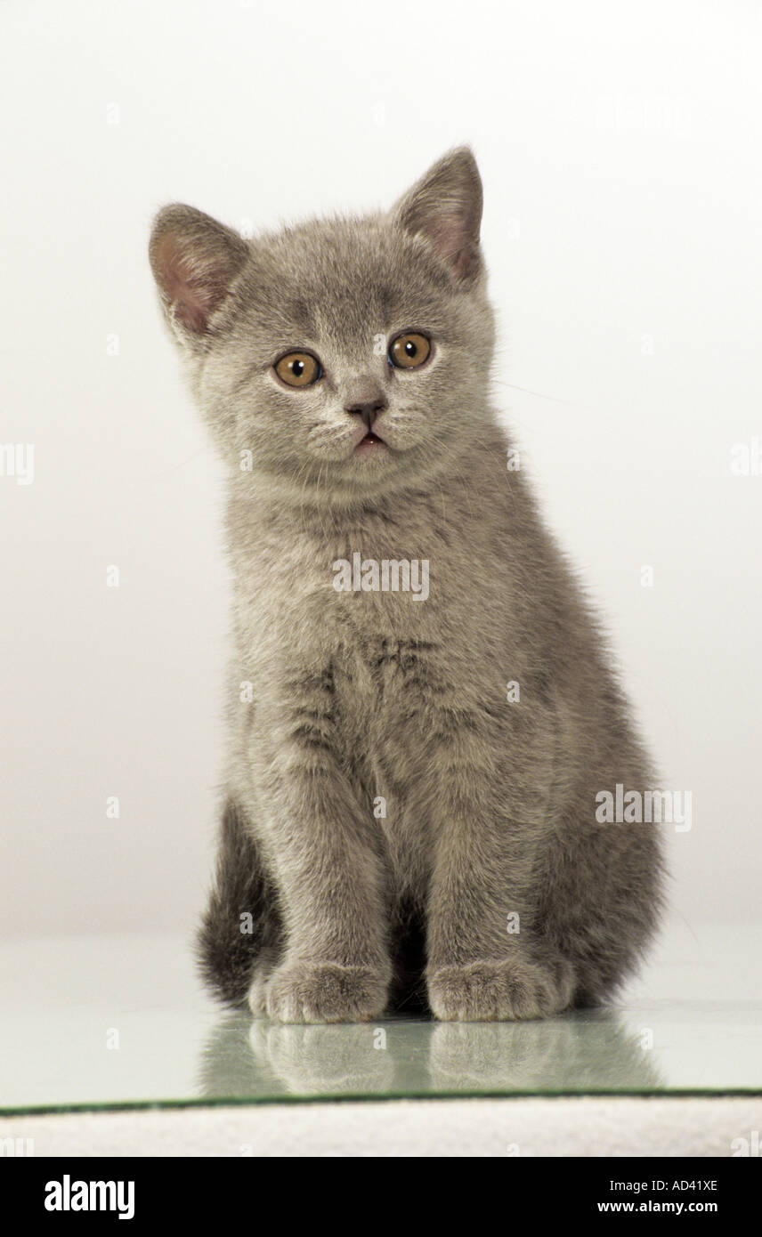 Kartäuser Katze - Kätzchen - sitzen - Ausschneiden Stockfoto