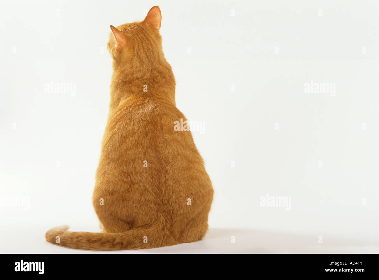 Wunderbar Katzen Von Hinten Bild