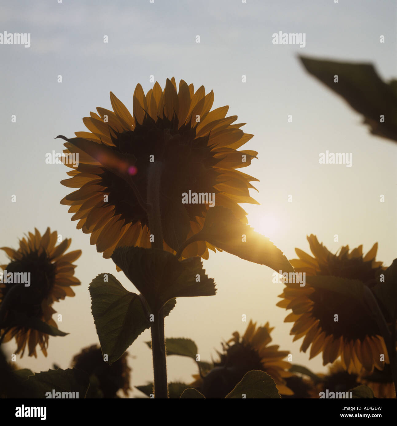 Gelbe Sonnenblumen blühen in einer Ölpflanze, die gegen die orange Farbe der aufgehenden Sonne steht, Frankreich, Juli Stockfoto