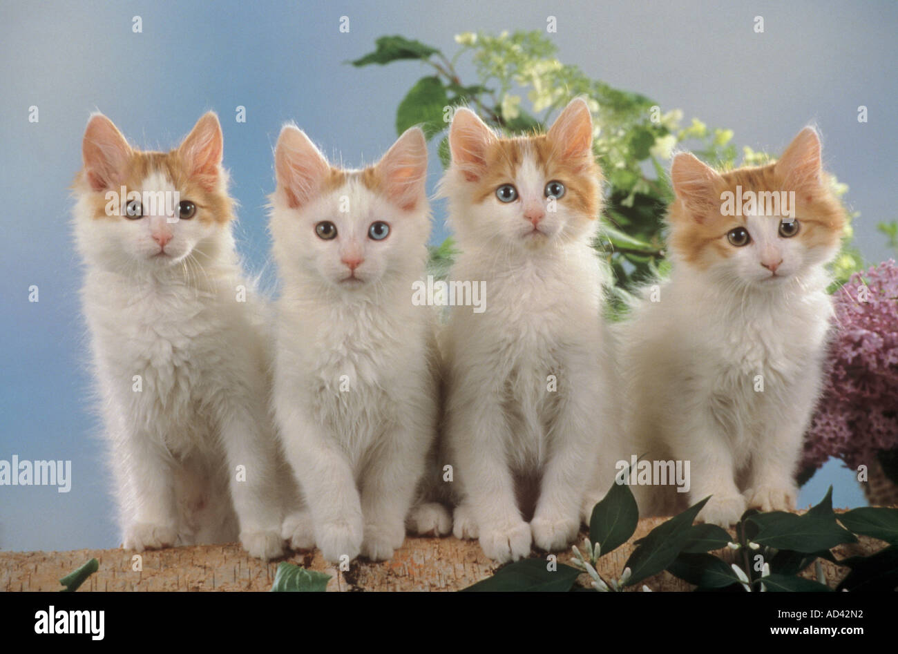 Türkischer Van. Vier Kätzchen auf einem Birkenstamm. Deutschland Stockfoto