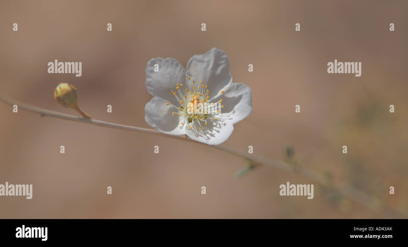 Desert Flower Grand-Canyon-Nationalpark arizona Stockfoto