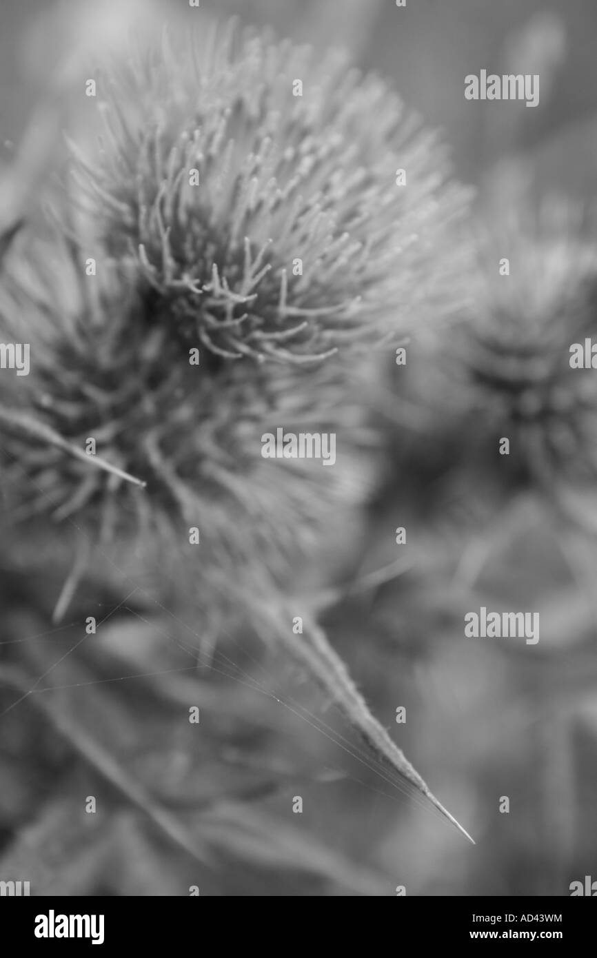 Das traditionelle Wappen Schottlands die Distel Cirsium Vulgare Nahaufnahme Stockfoto