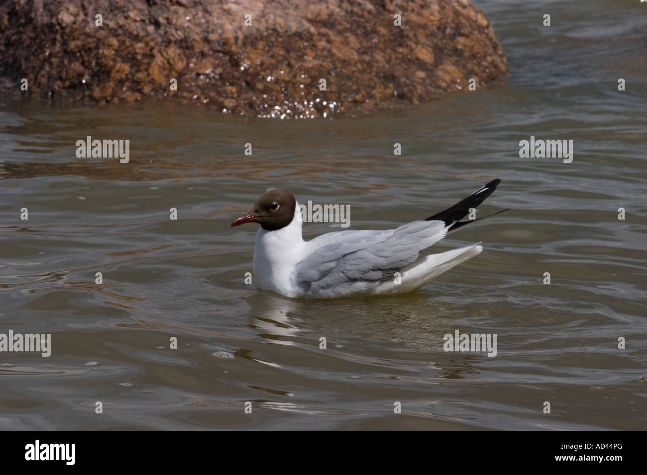 Larus ridibundus Stockfoto