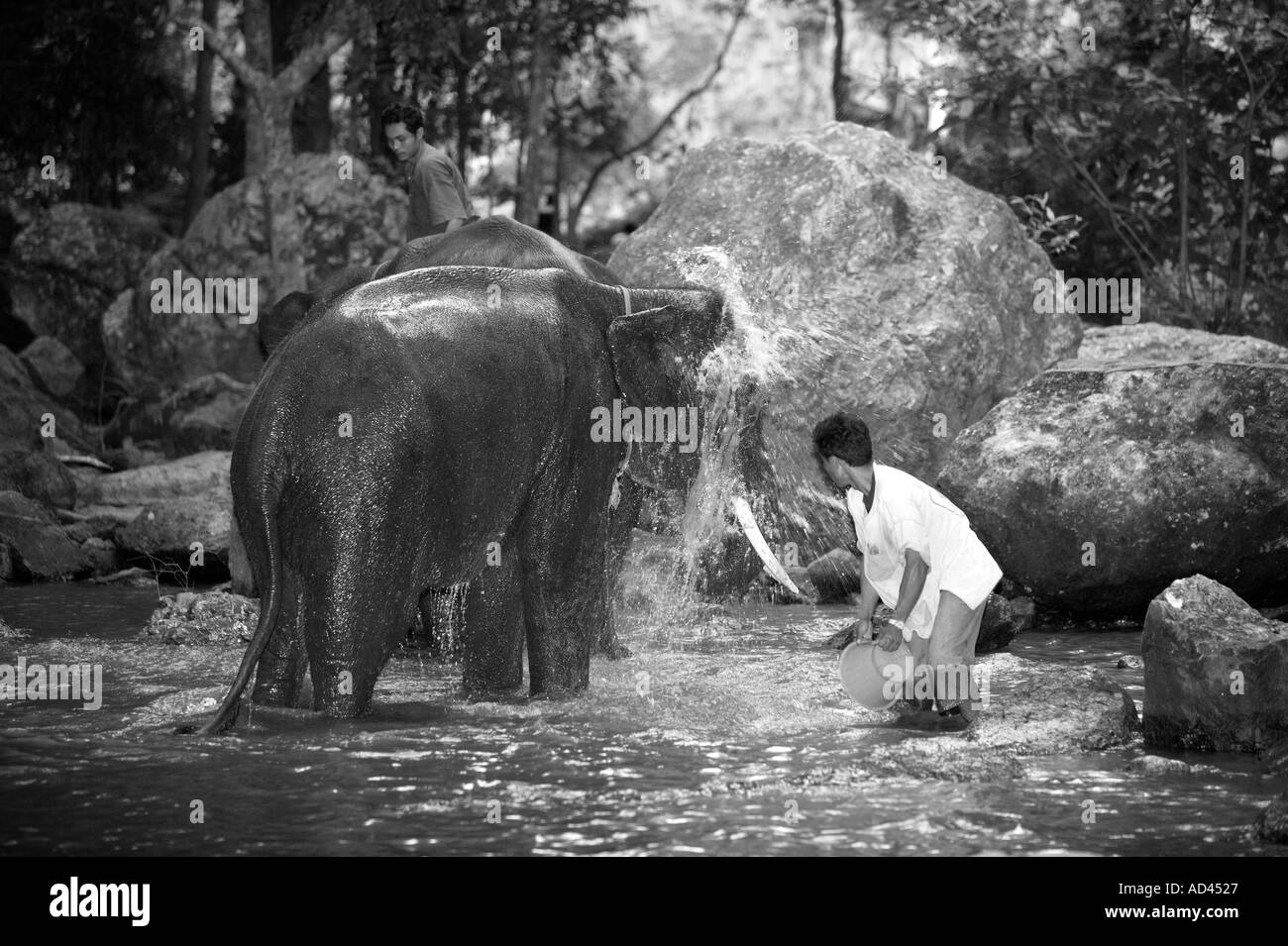 Elefanten-Koh Samui-Thailand Stockfoto
