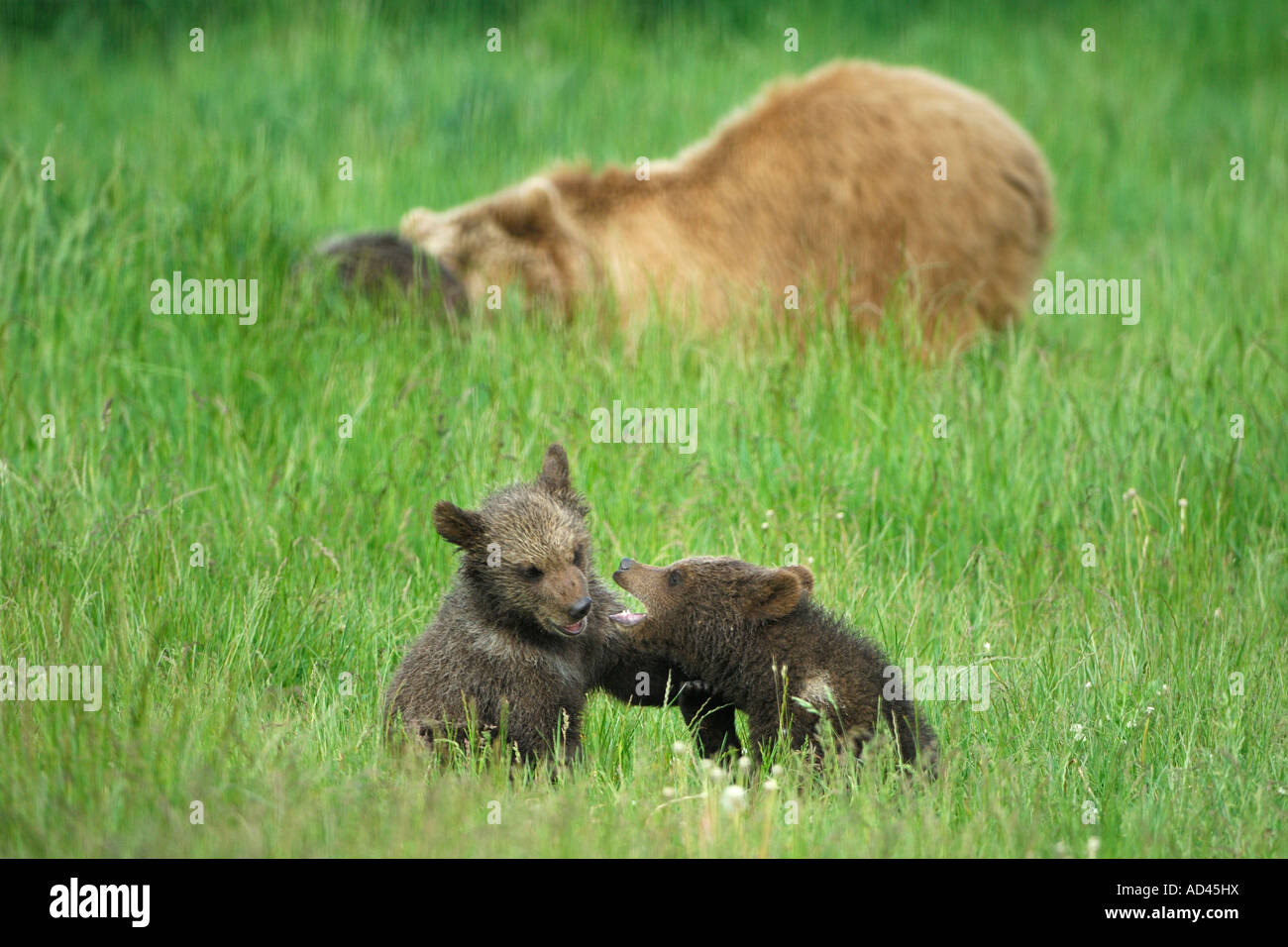 Europäischer Braunbär (Ursus Arctos), spielen die jungen Stockfoto