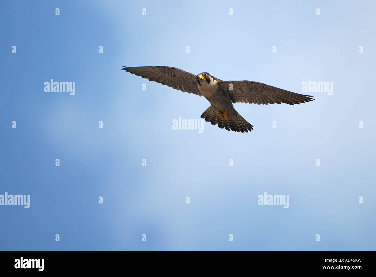 Wanderfalke (Falco Peregrinus), Männchen fliegen Stockfoto