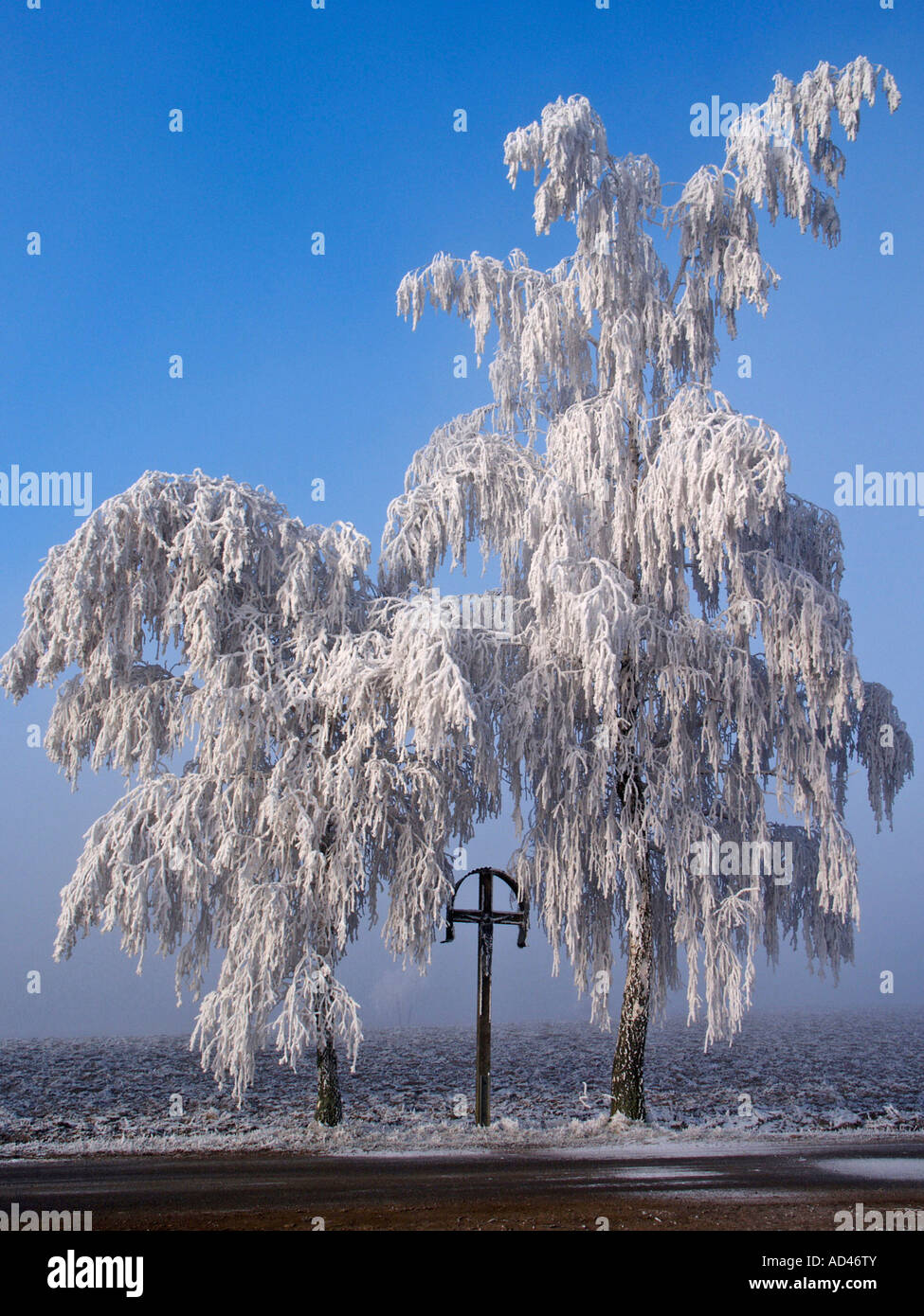 Baum im Winter gefrostet Stockfoto