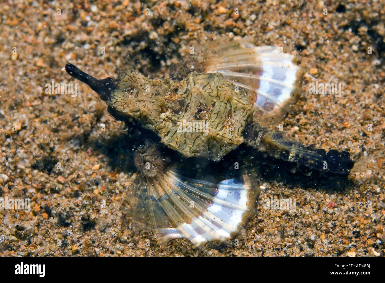 Wenig Drachenfisch, Little Meer Moth (Eurypegasus Draconis), Philippinen Stockfoto