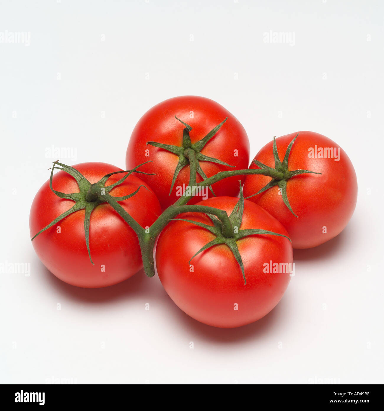 Bund mit vier Tomaten an Rebstöcken Stockfoto