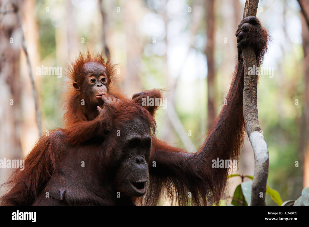 Orang Utan (Pongo Pygmaeus) in Tanjung Puting Nationalpark, Zentral-Kalimantan, Borneo, Indonesien Stockfoto