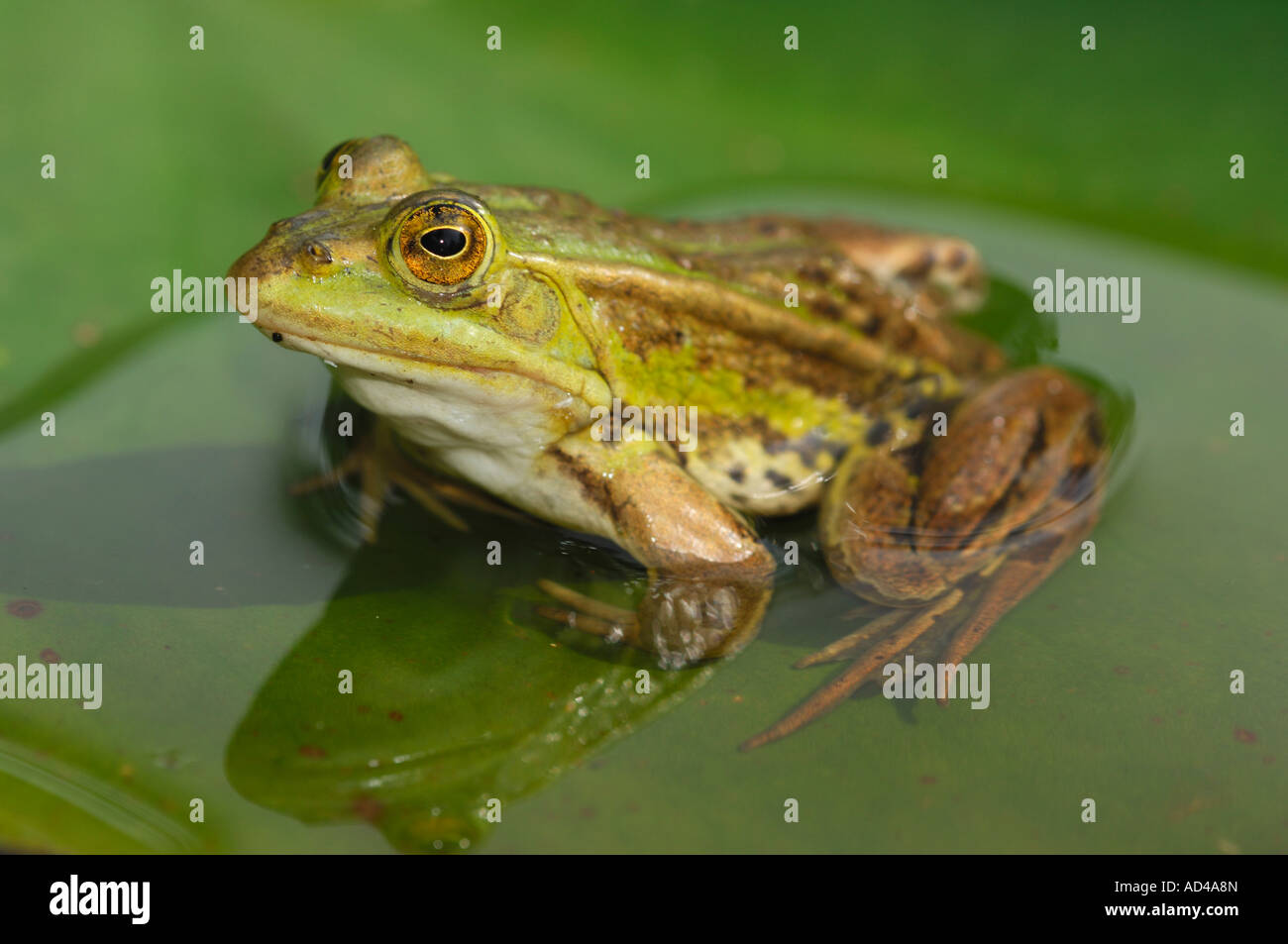 Porträt einer essbaren Frosch (Rana Esculenta) Stockfoto