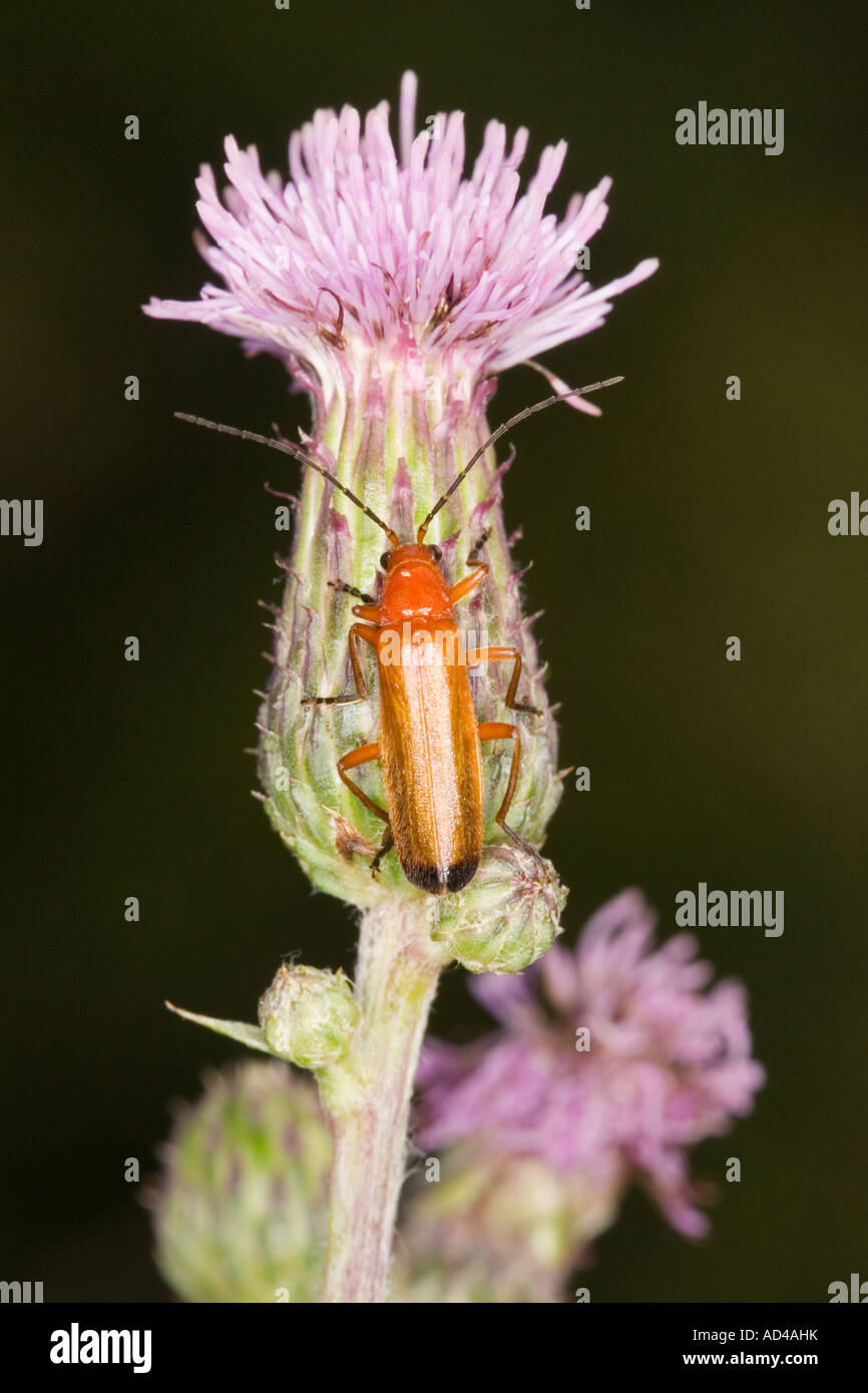 Gemeinsame rote Soldat Käfer (Rhagonycha Fulva) Stockfoto