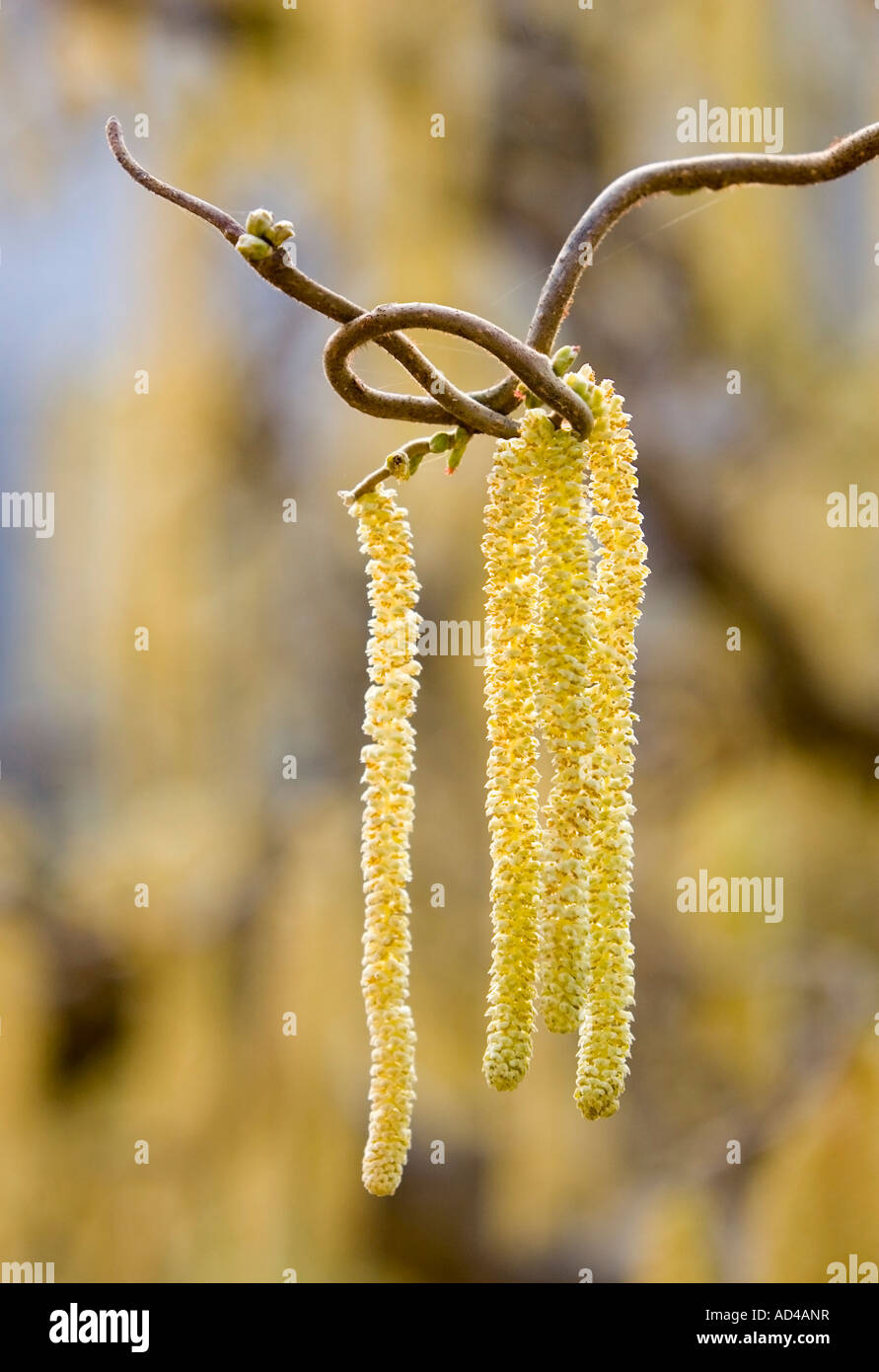 Eine blühende Korkenzieher Haselbaum (Corylus Avellana Contorta) Stockfoto