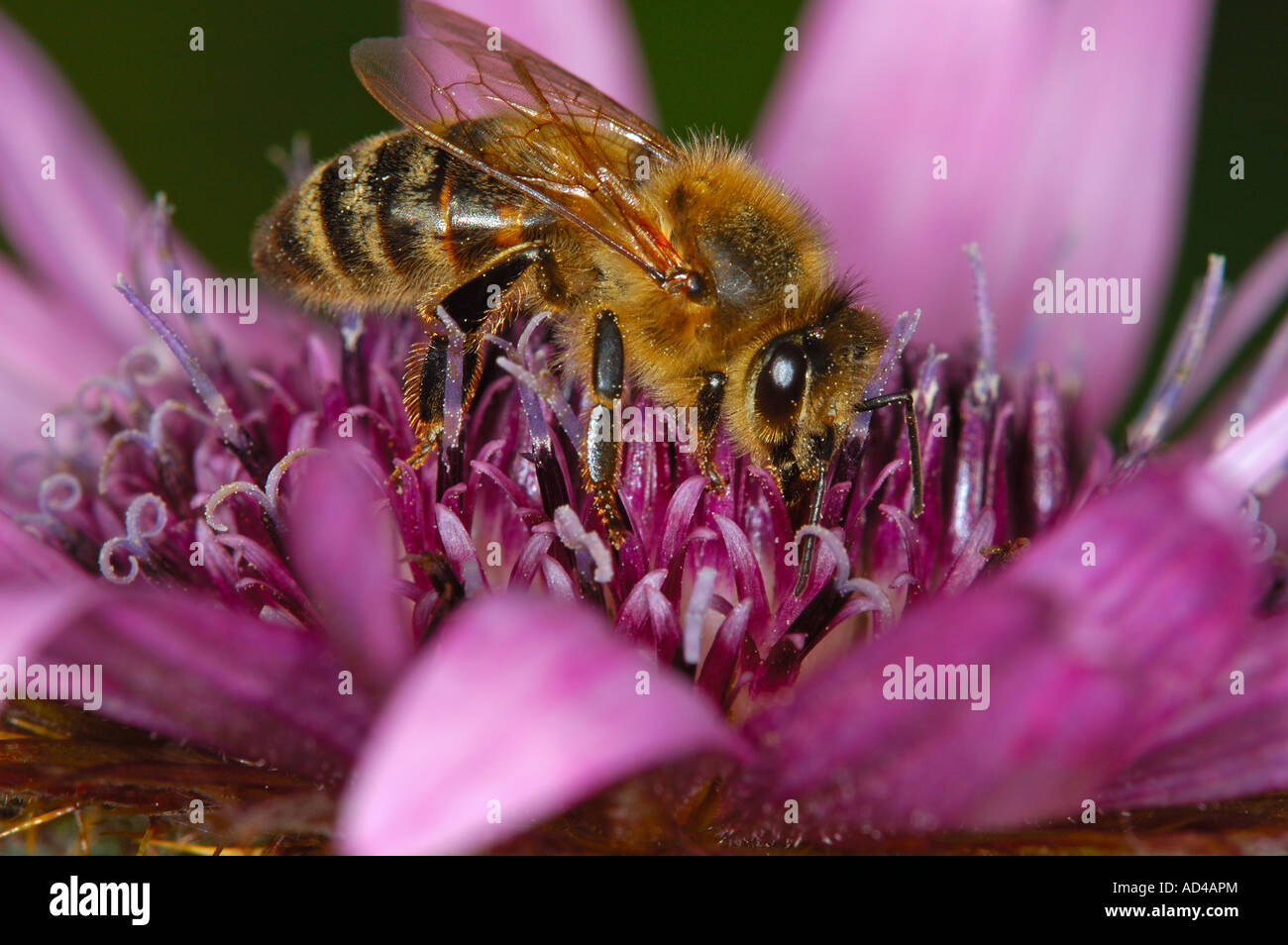 Biene auf Berkheya Purpurea, Asteraceae Stockfoto