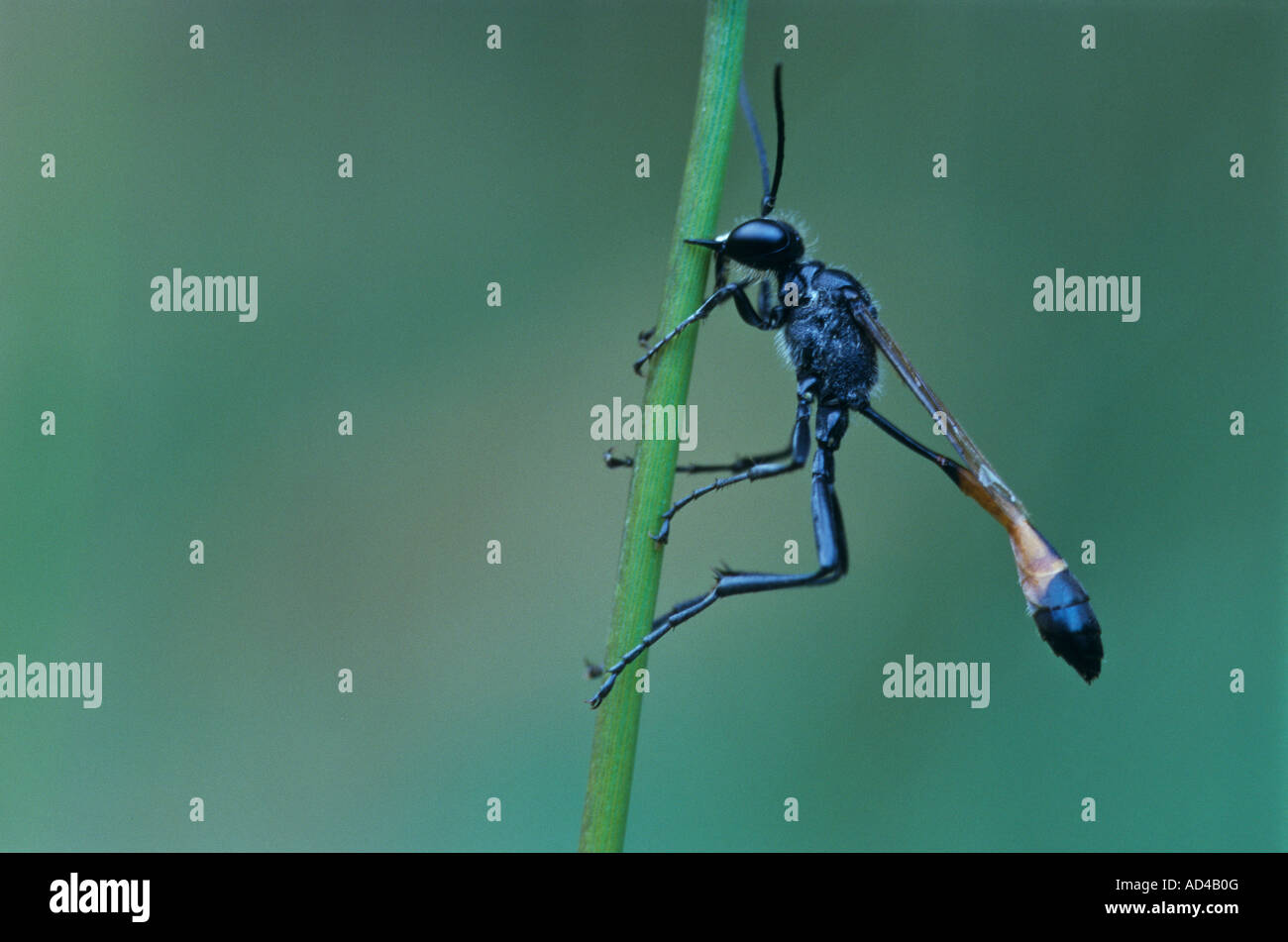 Ammophila sabulosa Fotos und Bildmaterial in hoher Auflösung Alamy