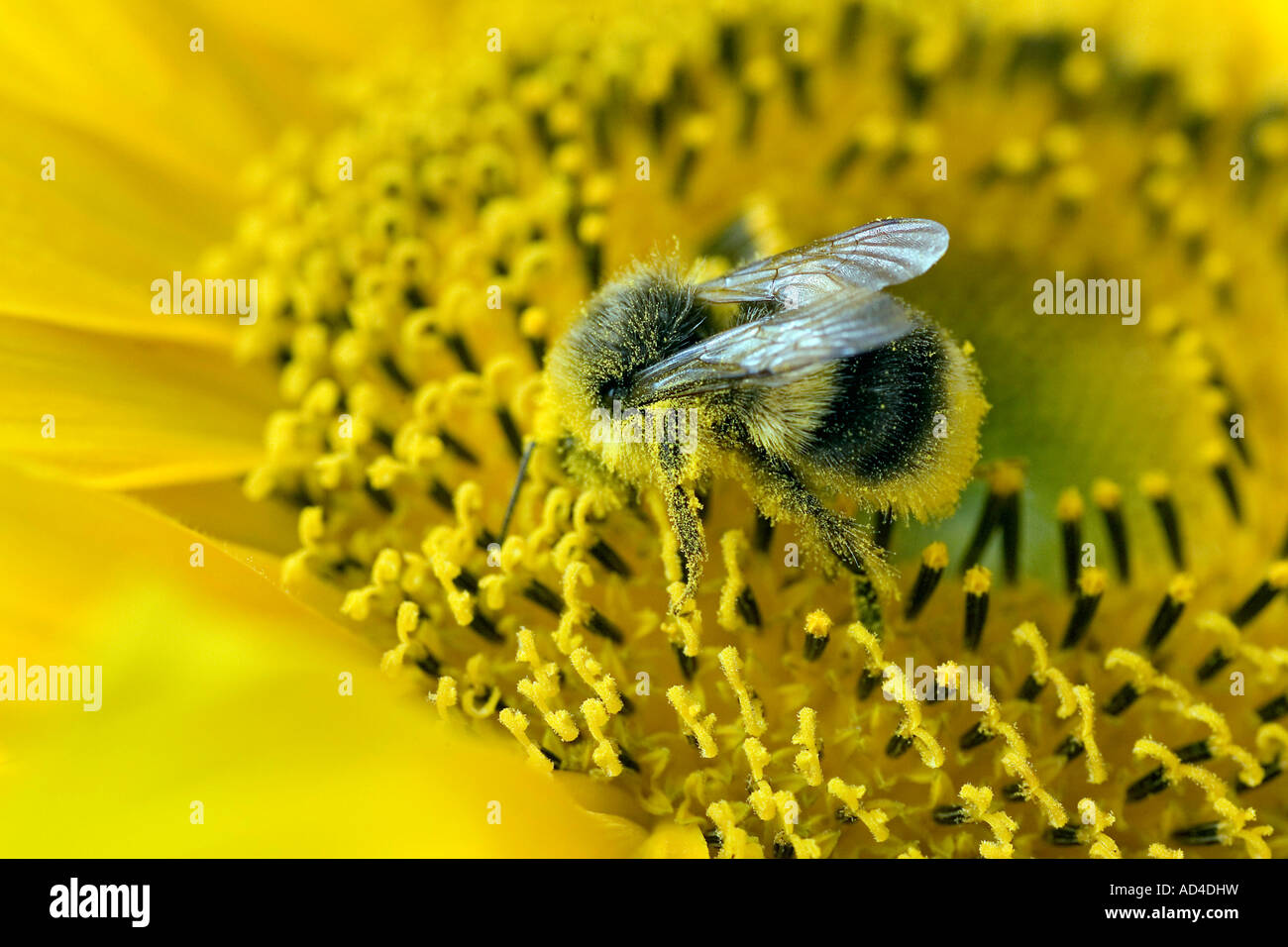 Große gelbe hummel -Fotos und -Bildmaterial in hoher Auflösung – Alamy
