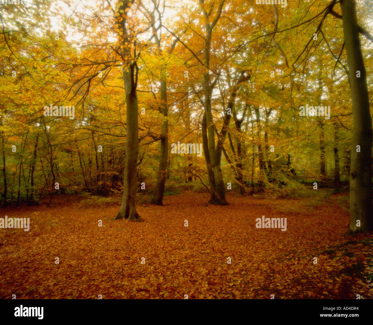 Buche im Herbst Burnham Beeches Buckinghamshire England Stockfoto