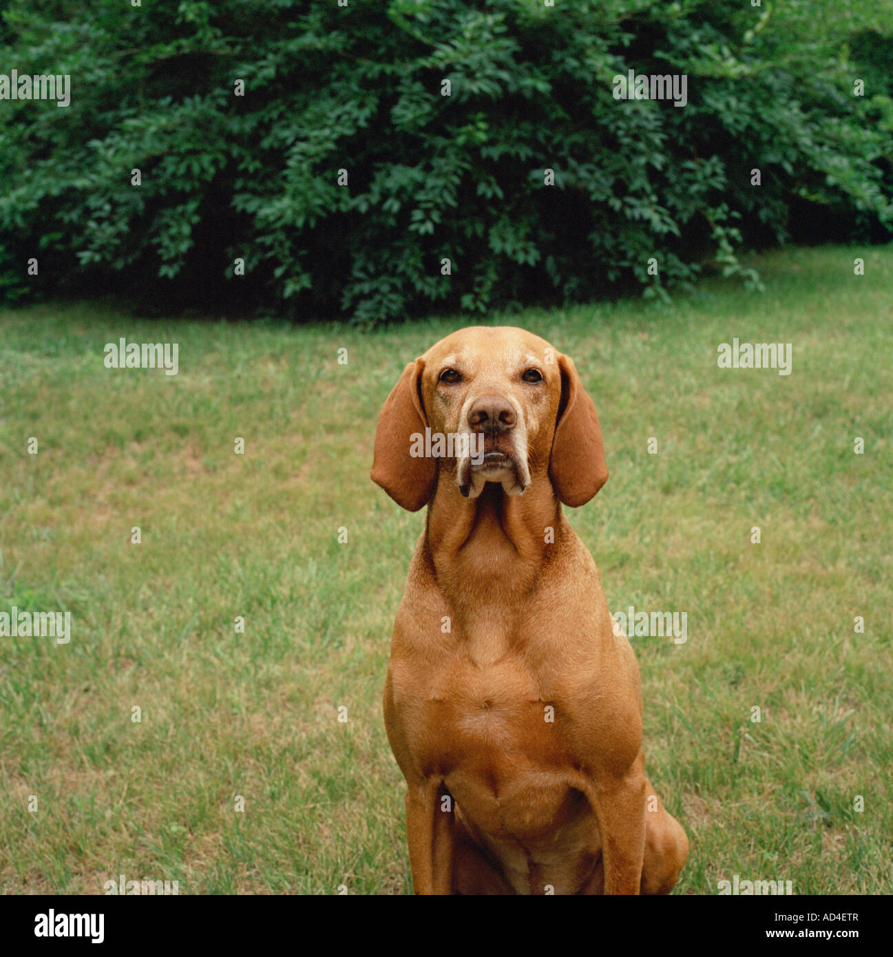 Ein Hund sitzt in einem Hof Stockfoto