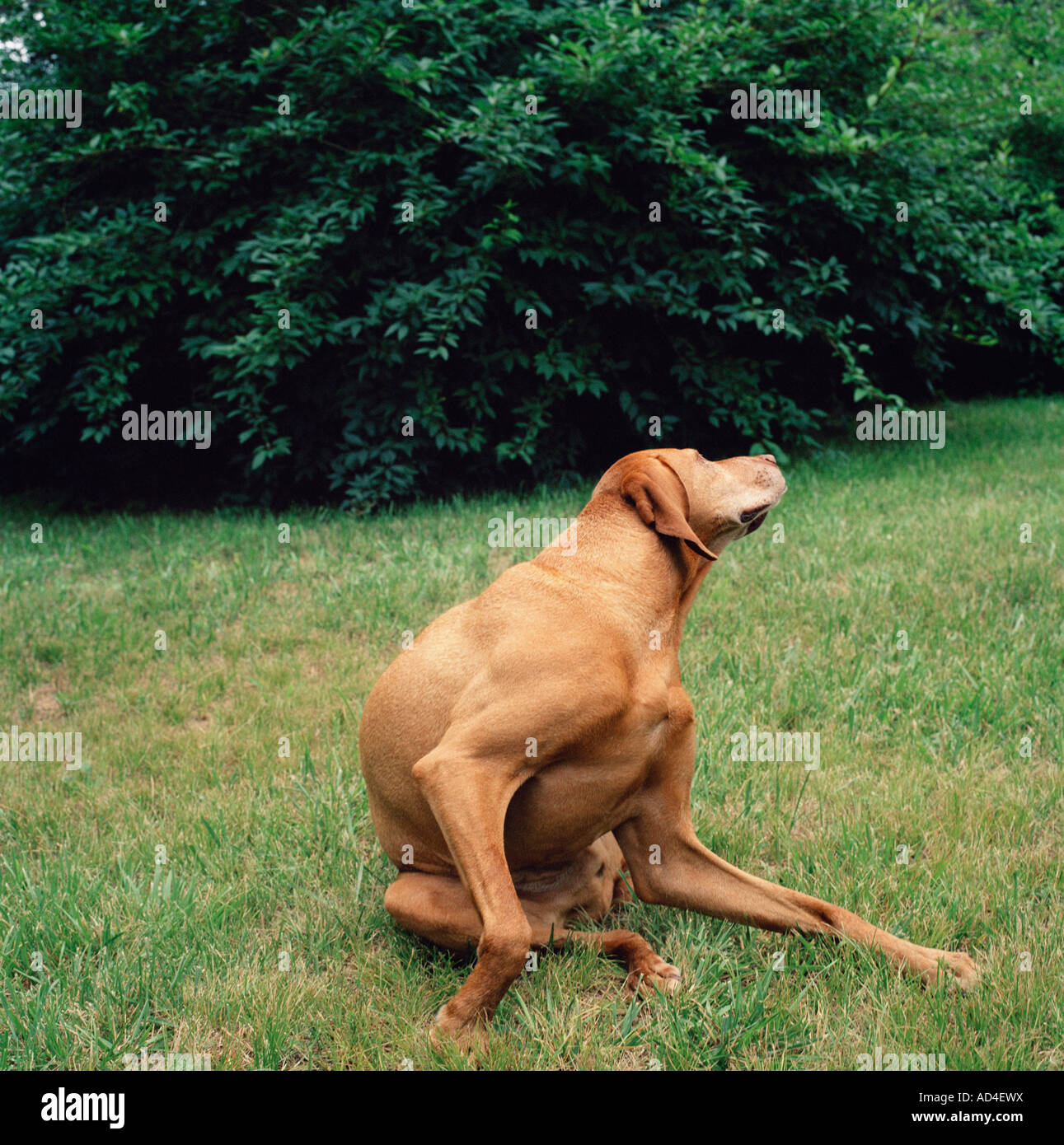 Ein Hund, die Dehnung in einem Hof Stockfoto