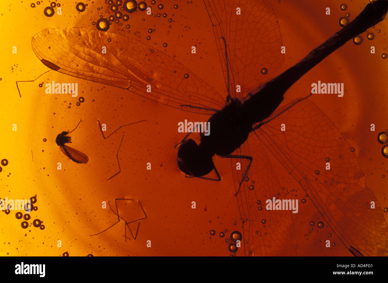 Insekten in Bernstein eingeschlossen Nordamerika Stockfoto