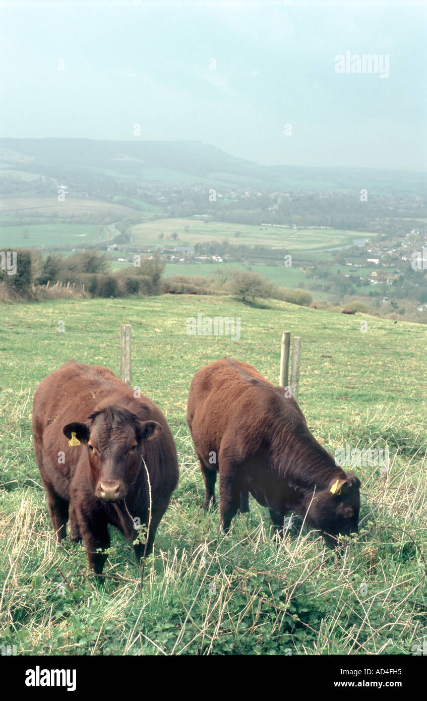 Zwei männliche Rinder Rinder weiden Stockfoto