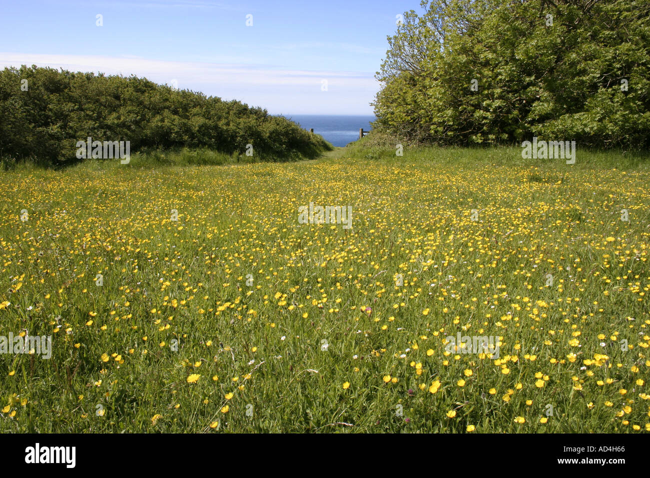 Bereich der Wildblumen im Durlston Country Park, Isle of Purbeck, Dorset, UK. Europa Stockfoto
