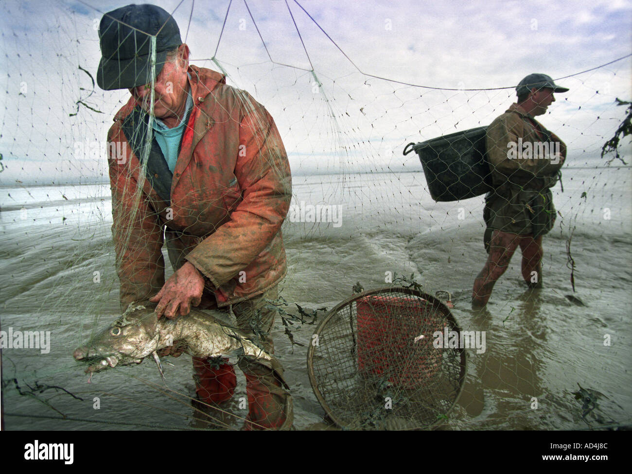 BRENDAN SELLICK DER LETZTEN GARNELEN FISCHER MIT EINEM SCHLAMM-PFERD AUF DAS WATTENMEER VON BRIDGWATER BAY SOMERSET UK Stockfoto