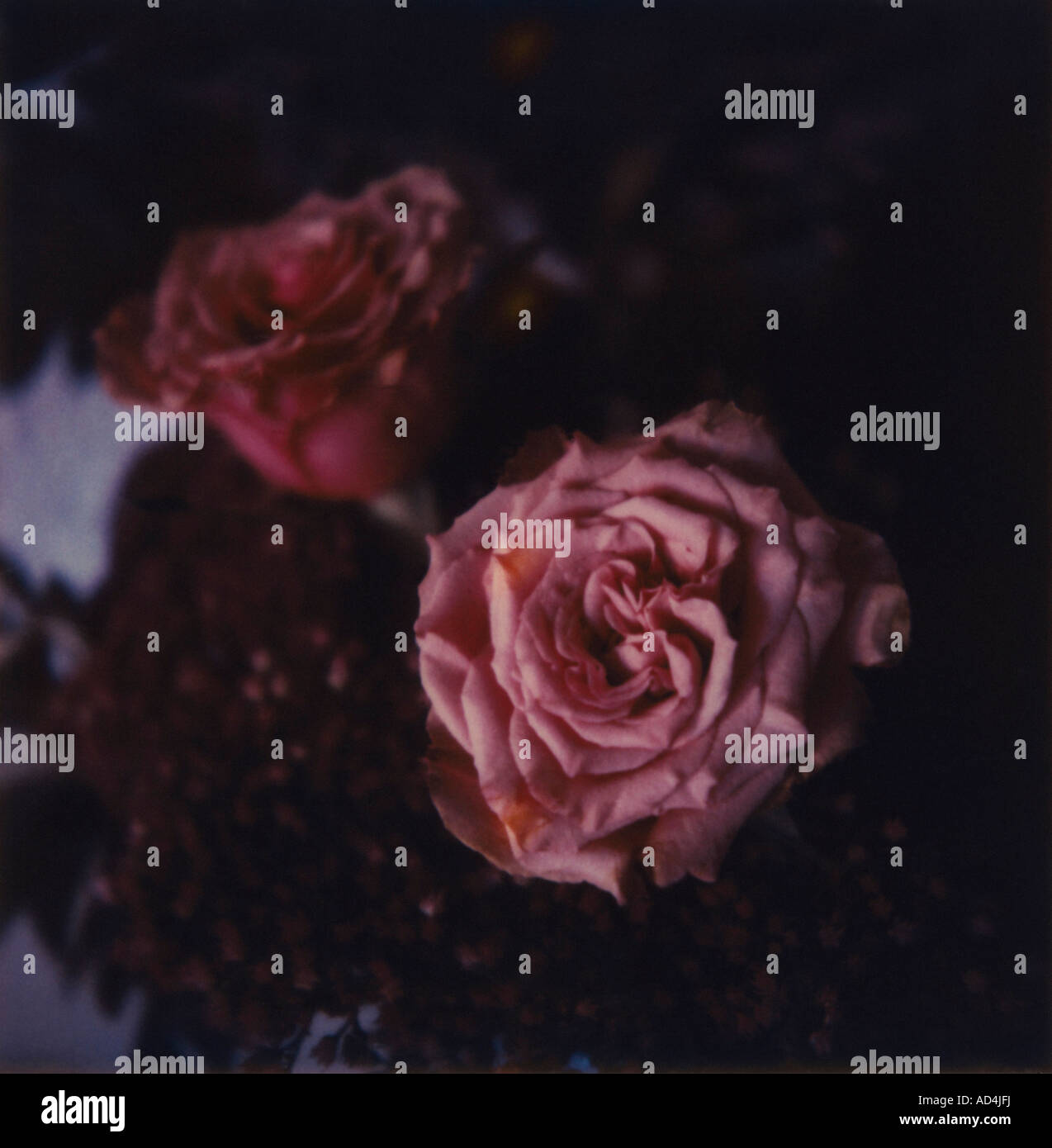 Rosa Rosen In Der Nacht Stockfotografie Alamy