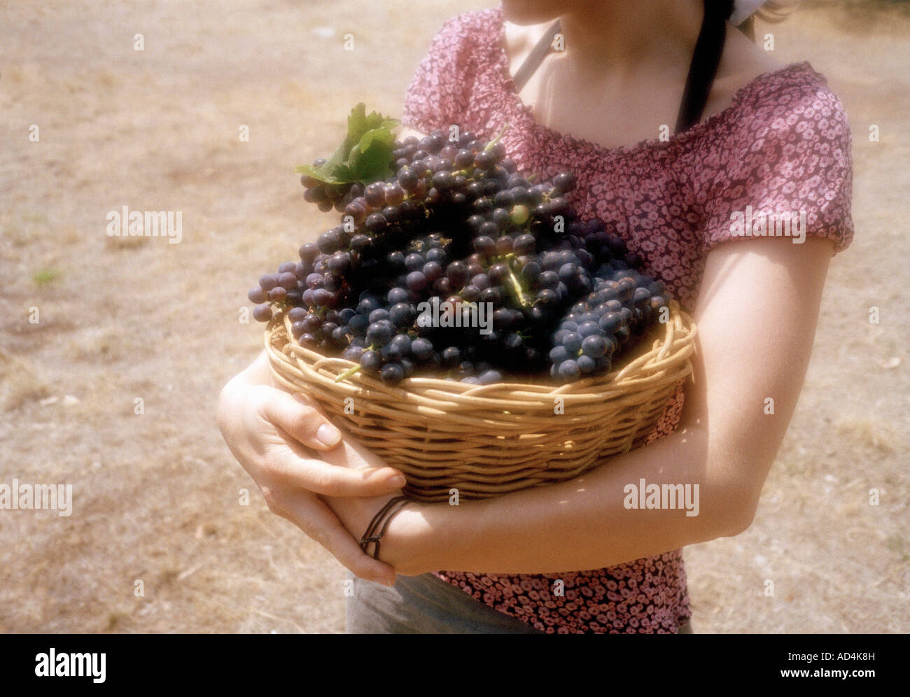 Mittelteil einer Frau trägt einen Korb mit Trauben Stockfoto