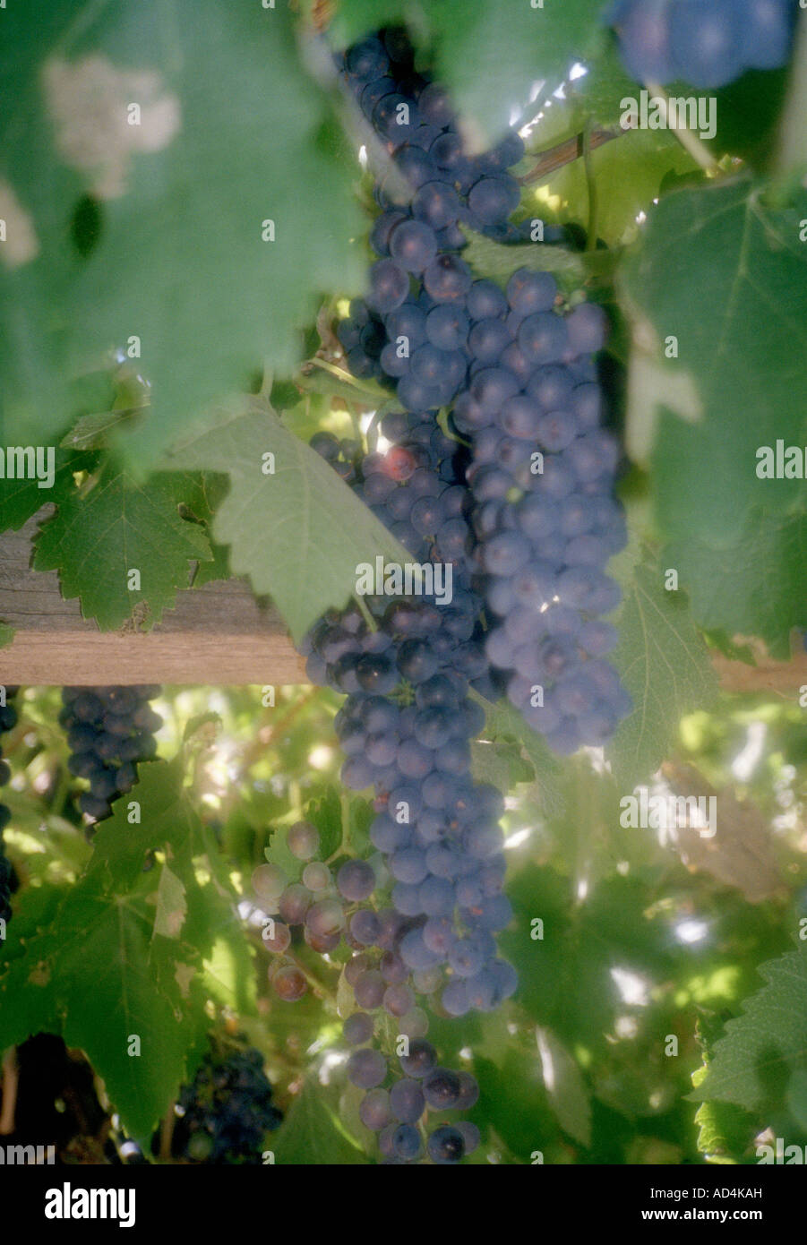 Trauben wachsen auf einem Weinstock Stockfoto