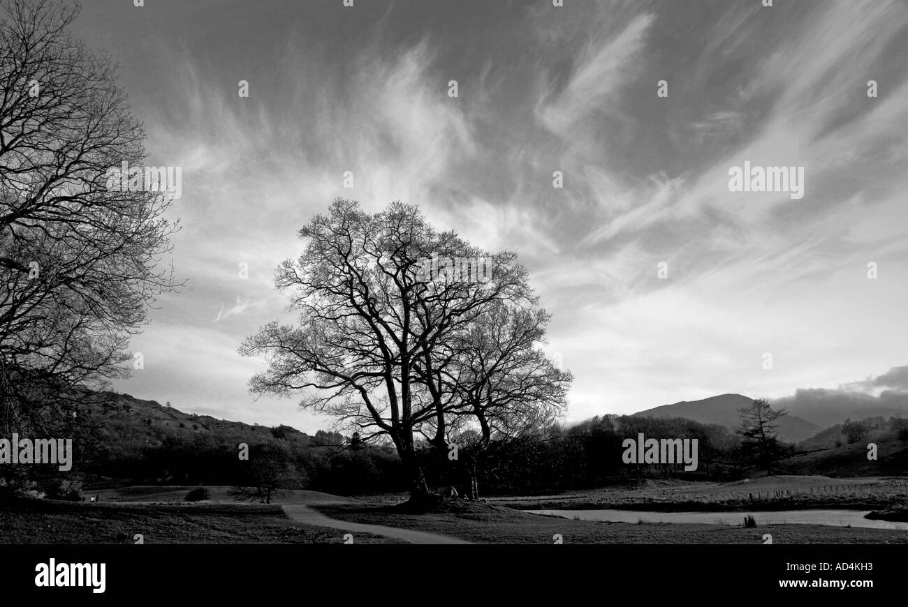 Eine Gruppe von Bäumen Silhouette gegen hohe Wolken im englischen Lake District Stockfoto